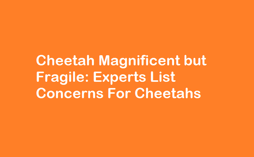 Cheetah Magnificent but Fragile-Experts List Concerns For Cheetahs